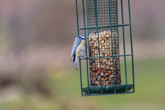 Bird feeder for hungry birds like European blue tit or other songbirds help bird to survive the cold winter with peanuts and seeds for picking and eating in garden and parks and birdwatcher at home
