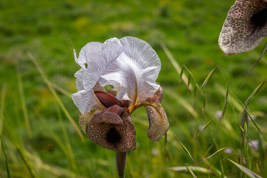 Iris bismarckiana - colourful Oncocyclus flower