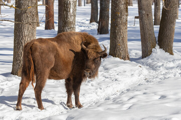 An adult  bison stands in the snow on a winter day