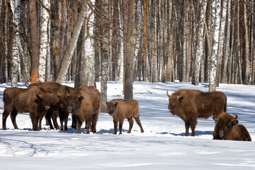 Herd of bison in winter forest on a sunny day
