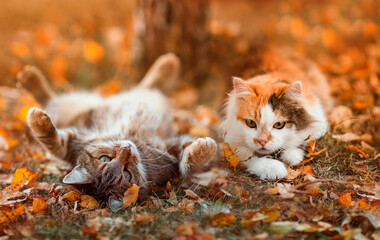 portrait two cute beautiful cats lie in an autumn sunny garden among fallen leaves