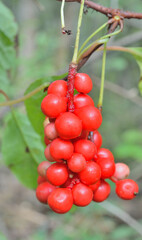 Far-eastern berries (Schisandra chinensis)