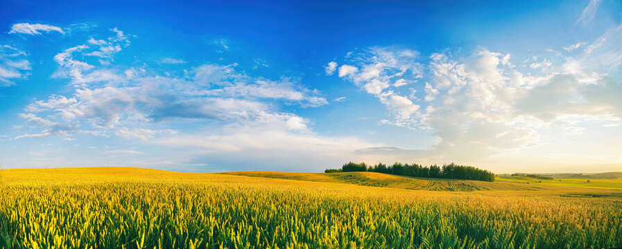 Beautiful summer rural natural landscape with ripening wheat fields, blue sky with clouds in warm day. Panoramic view of spacious hilly area.