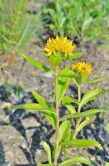 Blooming herb stonecrop (Sedum aizoon)
