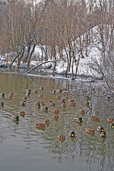 Wintering Mallards (Anas platyrhynchos) in Moscow region, Russia