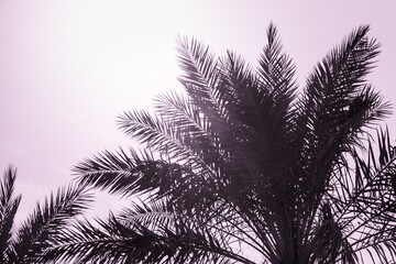 Tropical tourism paradise palms in sunny summer sun pink sky. Sun light shines through leaves of palm. Beautiful wanderlust travel journey symbol for vacation trip to southern holiday dream island