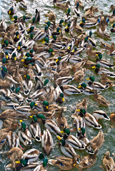 Wintering Mallards (Anas platyrhynchos) in Moscow region, Russia