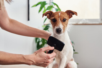 Woman brushing dog. Owner combing Jack Russell terrier. Pet care