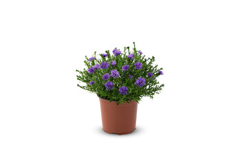 purple flower in pot isolated white backgroun with clipping path 