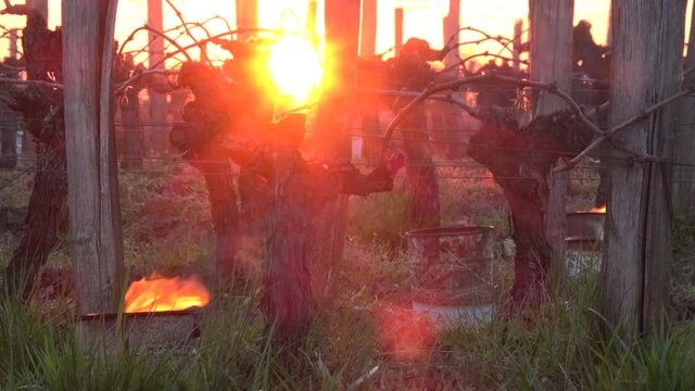 FRANCE, GIRONDE, POMEROL, OIL BURNING SMUDGE POTS IN VINEYARD DURING SUB-ZERO TEMPERATURES OF MARS 2021, BORDEAUX VINEYARD. High quality 4k footage