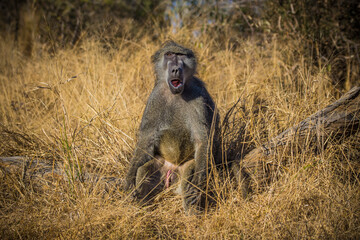 Large male baboon sitting in grass in Kruger National Park located in South Africa