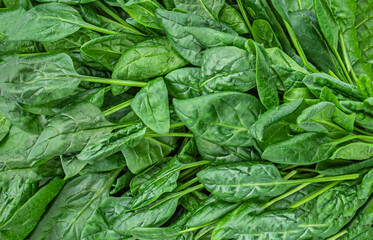 Spinach leaves texture as a  background.  Fresh green spinach leaves closeup