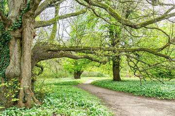 blühender Bärlauch im Park  Putbus
