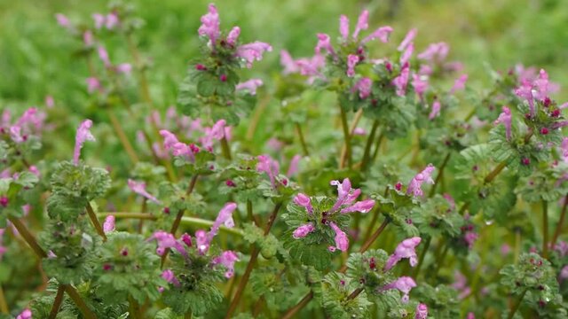 Wild flowers blooming in a field.