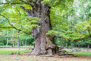1000jährige Eiche in Ivenack
