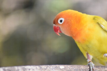 yellow parrots hanging on tree