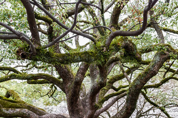 Branches of the large old tree partially covered with leaves and moss in Japanese park.