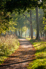 Woodland path in Linford Wood Milton KEyunes