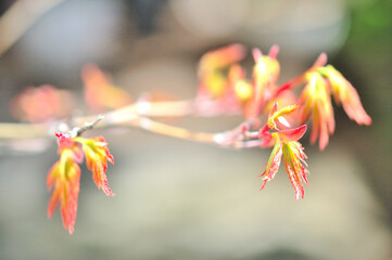 紅葉の若葉