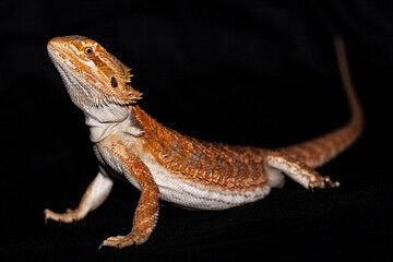 Side on of a bearded dragon on a black background