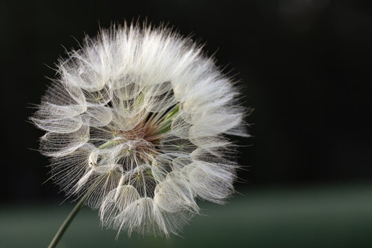 Dandelion fluffy seed head on nature background. Dreamy thoughts. image for picture on wall or cover.