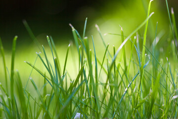 Close up of grass growing against a near black background
