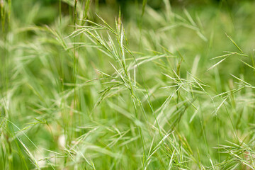 close up of grass seed heads