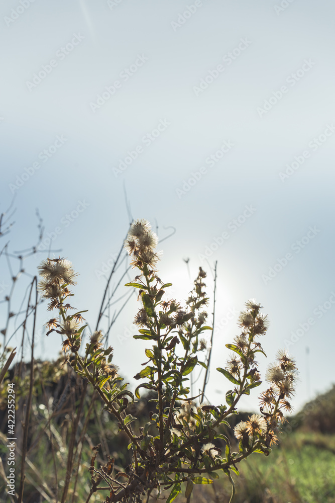 Sticker backlight of a bush in the field