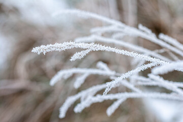 Frosty tendrils. Frost clinging to grasses