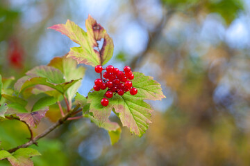 Guekder-rose berries, a type of Viburnum,  © Ashley Crombet-Beole