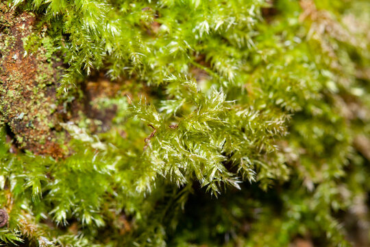 Horn Calcareous Moss, a species of Mnium also known as Swans neck thyme moss
