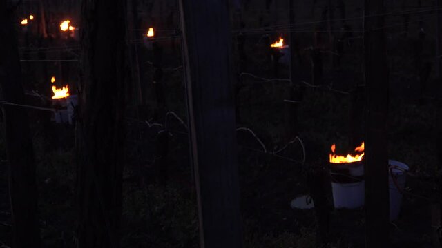 FRANCE, GIRONDE, POMEROL, OIL BURNING SMUDGE POTS IN VINEYARD DURING SUB-ZERO TEMPERATURES OF MARS 2021, BORDEAUX VINEYARD. High quality 4k footage