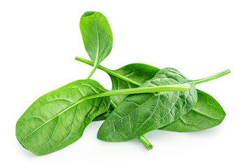 Spinach leaves isolated on white background. Various Spinach leaf