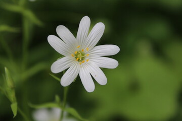 Wei&szlig;e Bl&uuml;te