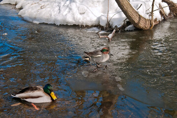 Wintering Common Teal (Anas crecca) and Mallard (Anas platyrhynchos) in Moscow region, Russia