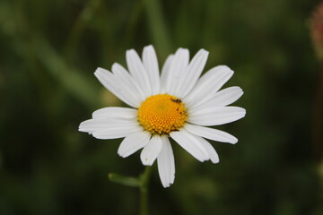 Obraz premium Weiße Blüte