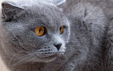 Beautiful gray cat looking to the side. Scottish fold cat with orange eyes, close up.