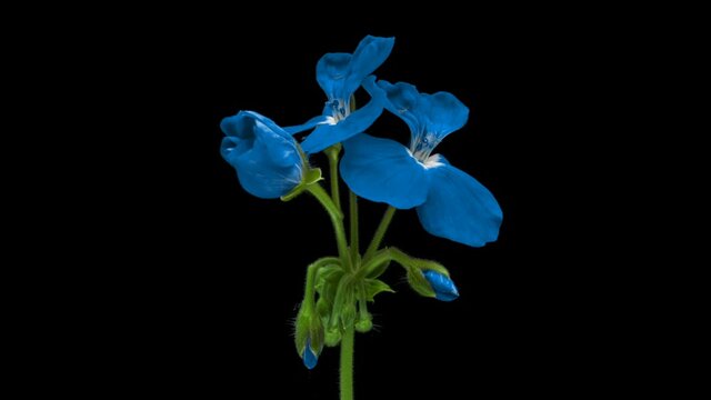 Timelapse of amazing blue flower blooming on black background. Beautiful blue geranium flower opening close-up.