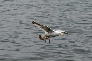 Fototapeta na wymiar Immature Herring Gull (Larus argentatus) in park, Germany