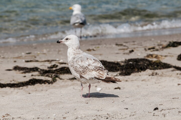 Immature Herring Gull (Larus argentatus) in park, Germany