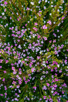 Coleonema pulchrum flower blossoms in spring