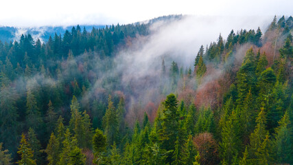 forest mountains pine needles beautiful landscape