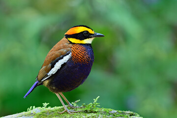 Malayan Banded Pitta (hydrornis guajana) beautiful bird residentail in southern of Thailand