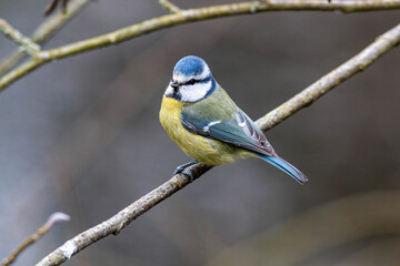 Blue tit on a branch