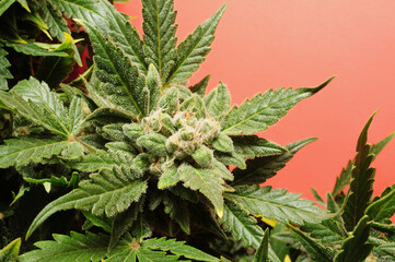 Blooming cannabis bush. Fresh plant isolated on red background. Green marijuana leaves. Herbal...