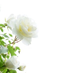 Weiße Rosen vor hellen Hintergrund - Freisteller - Hintergrund - Textfreiraum	