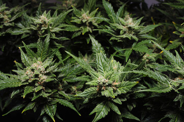 Blooming cannabis bush. Fresh plant isolated on black background, flat lat, top view. Green marijuana leaves. Herbal medicine layout. Hemp recreation, legalization concept.