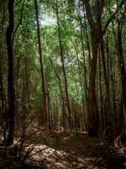 Fototapeta premium path in the forest