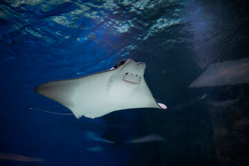 cownose ray swimming in the water,  fish underwater in the aquarium
