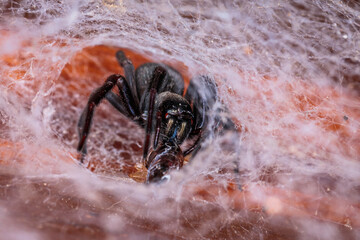 Black House Spider, Hughes, ACT, January 2021
